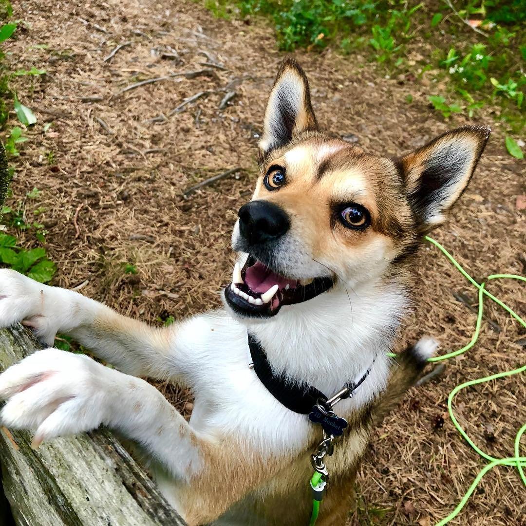 Арктический шпиц самоед