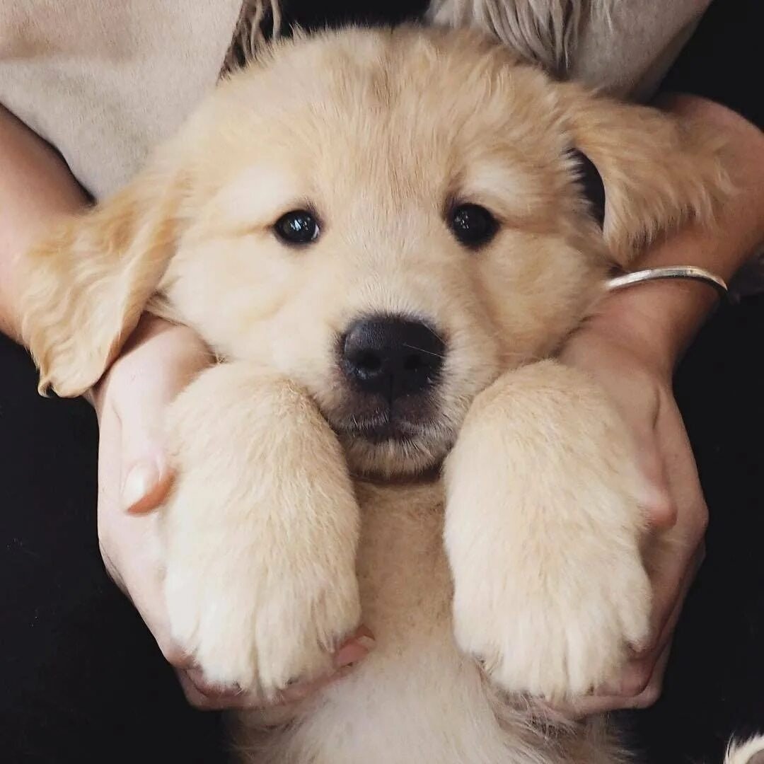 Порода бельгийский гриффон