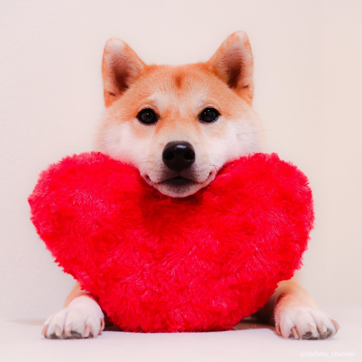 Акита ину сердце