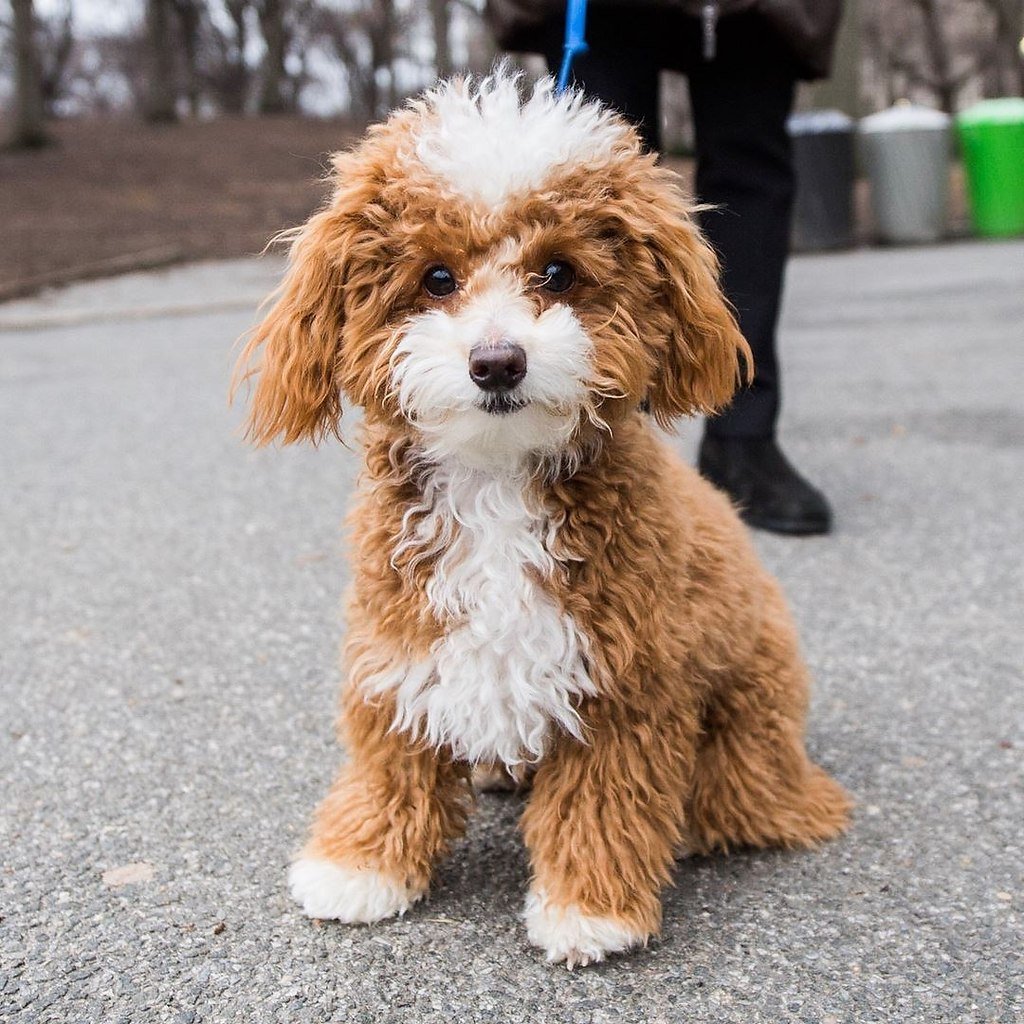 Порода Toy Poodle