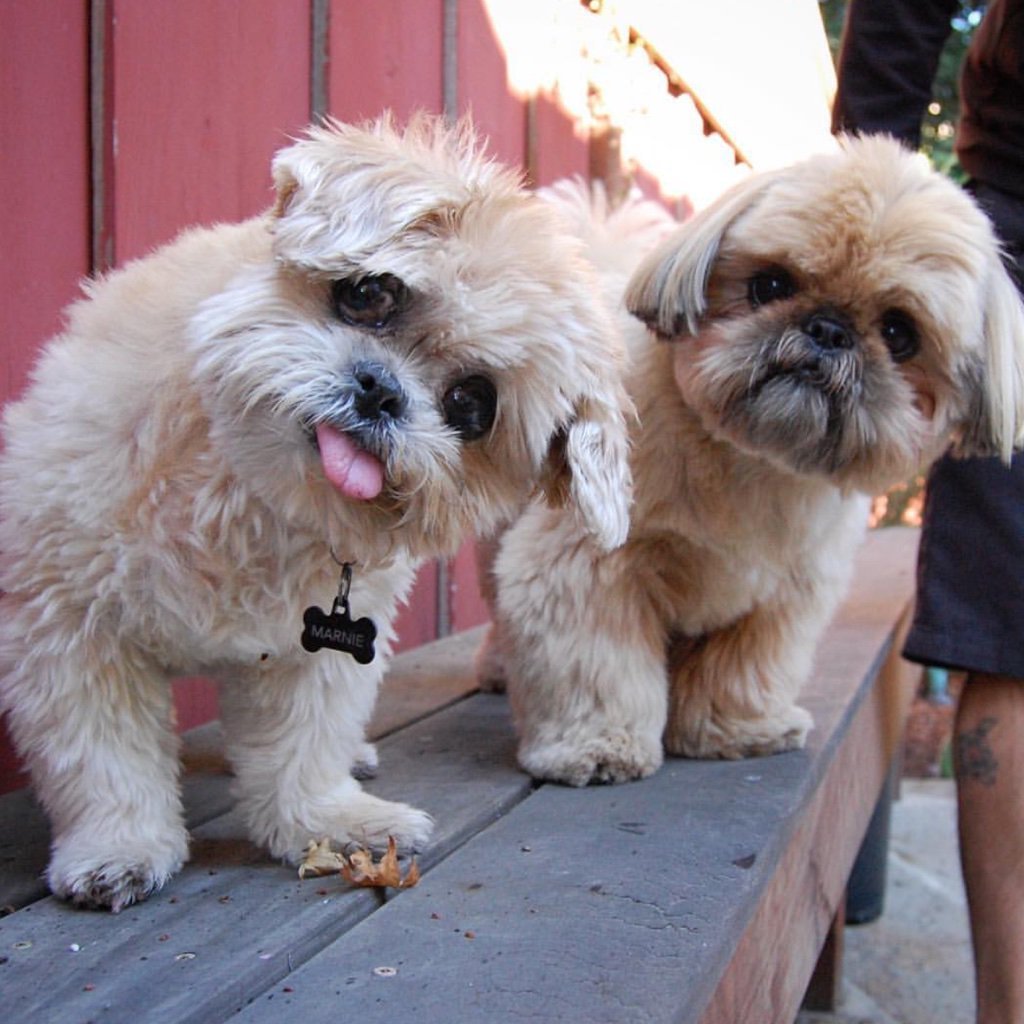 Метис ши тцу и пуделя