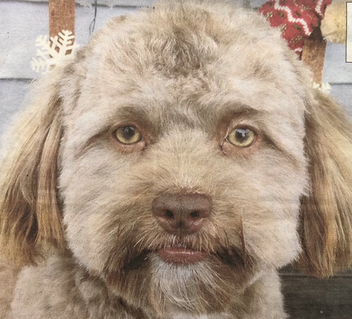 Ши тцу с человеческим лицом