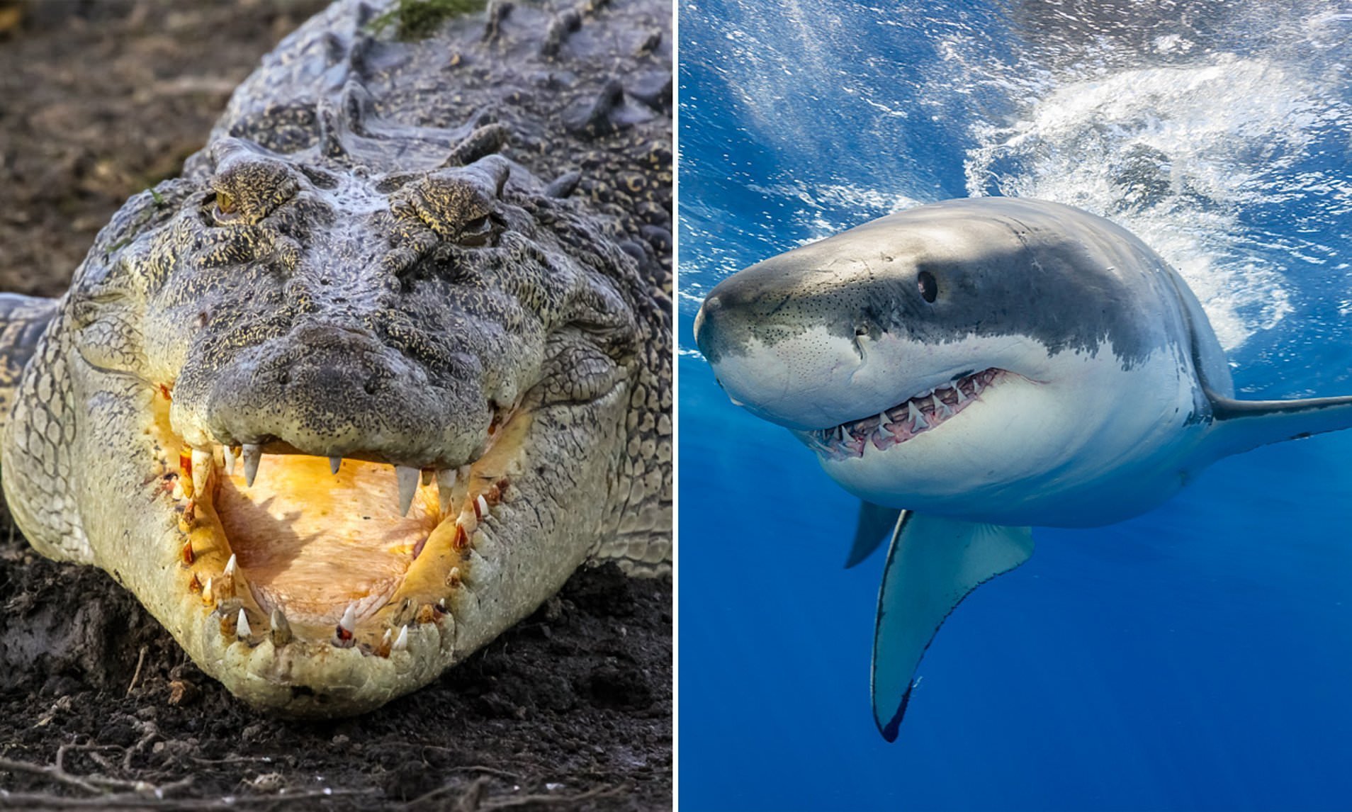 Змея крокодил акула. Гребнистый крокодил или акула. Белая акула против гребнистого крокодила. Гребнистый крокодил против акулы.