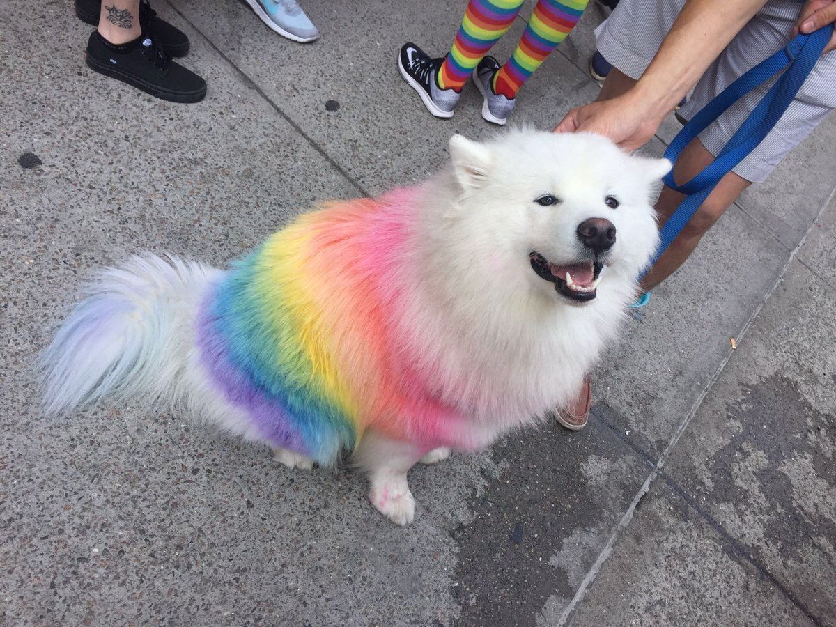 Померанский шпиц jiffpom белый