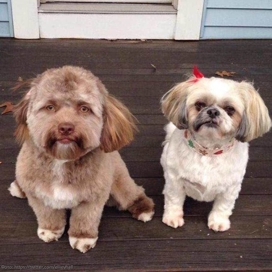 Ши тцу и пудель