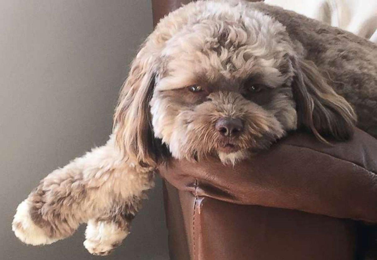 Шипу порода собак