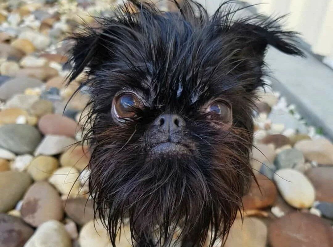 Фотосессия с золотистым ретривером