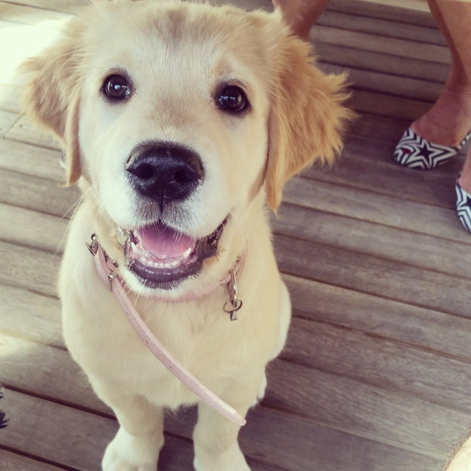 Собаки породы померанский шпиц мишка