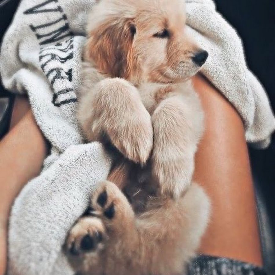 Собака породы ши ПУ