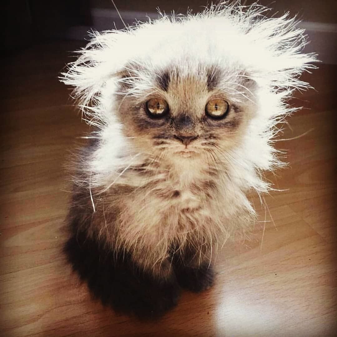 Канадский кот Атчум порода