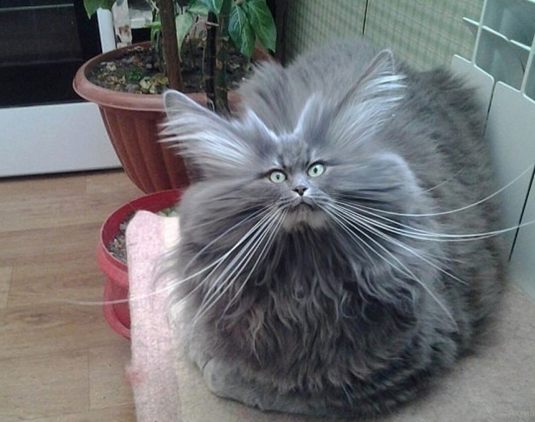 Взъерошенный кот