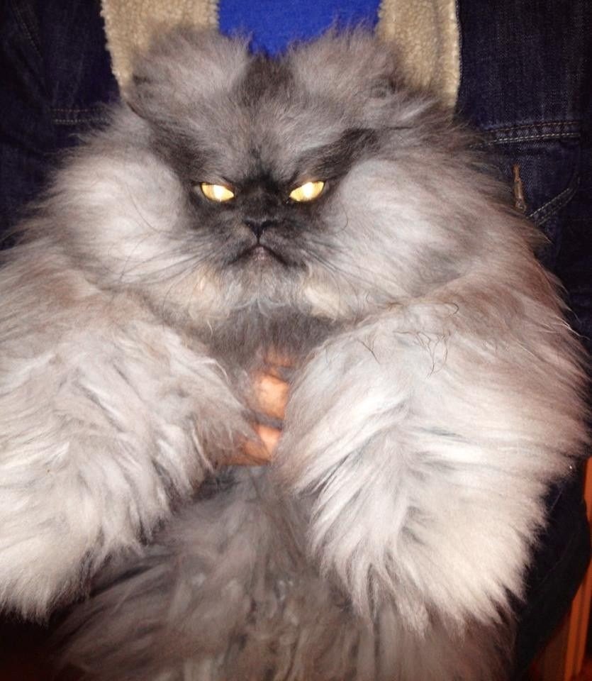 Американская длинношерстная кошка