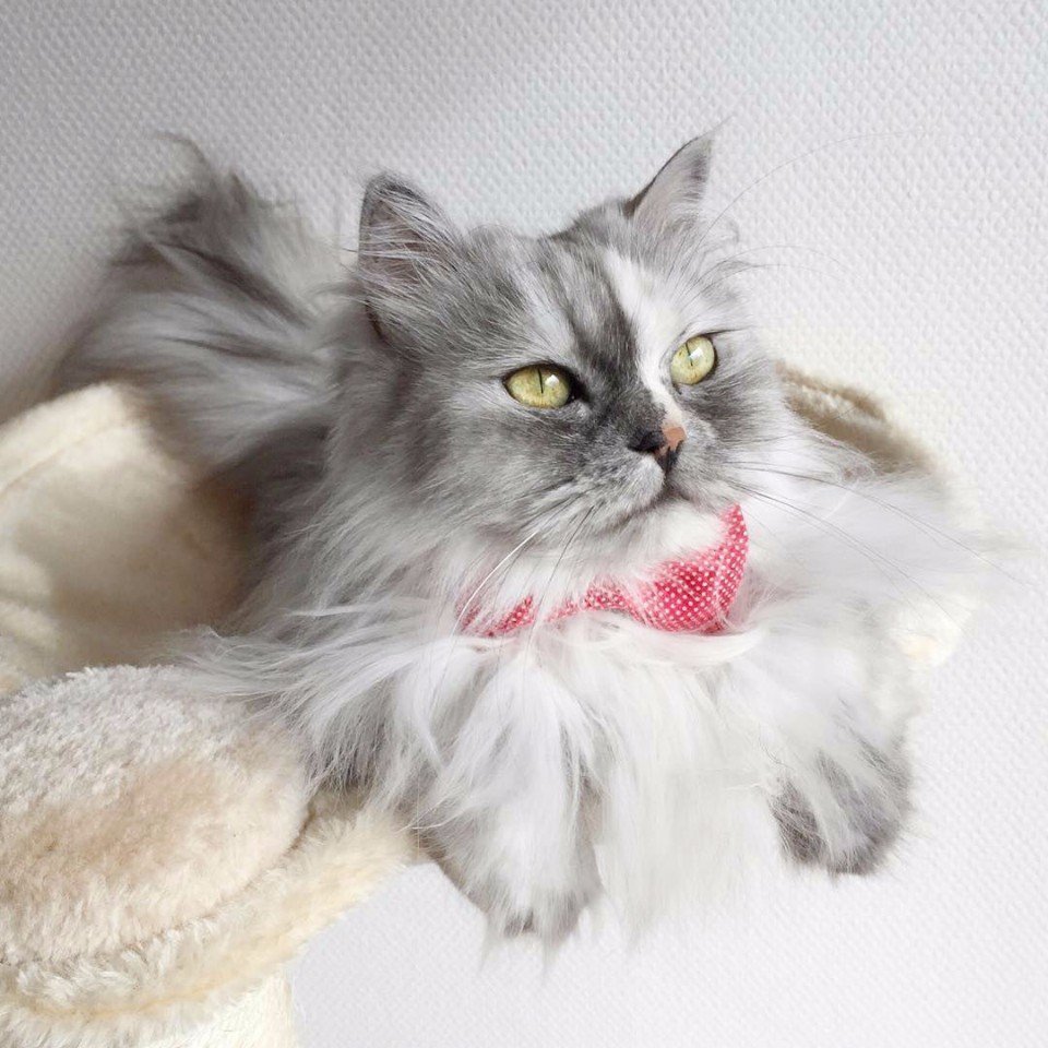 Атчум персидский кот