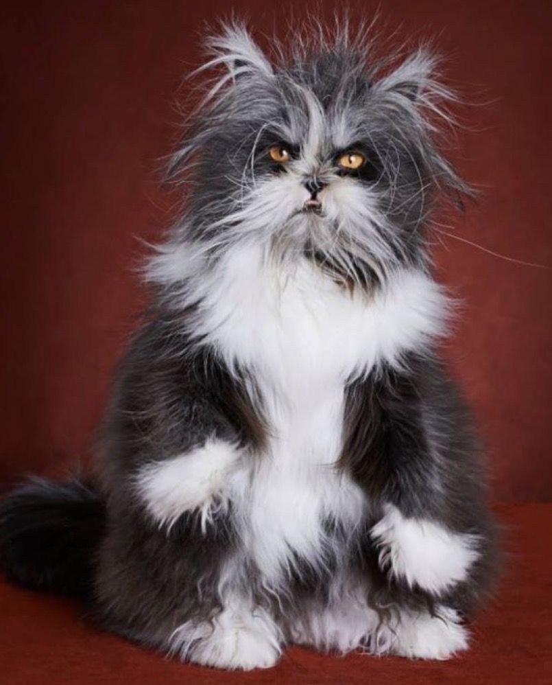 Атчум персидский кот