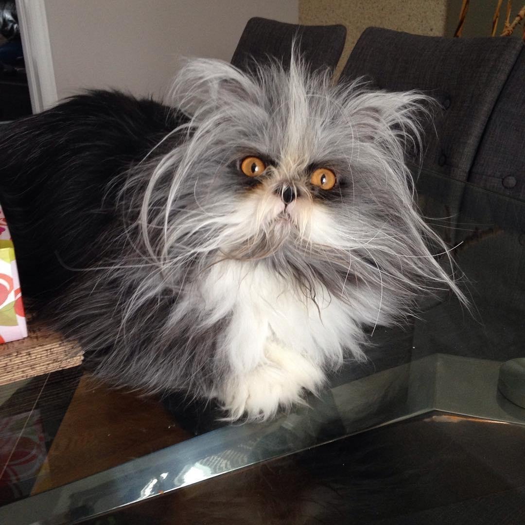 Атчум порода