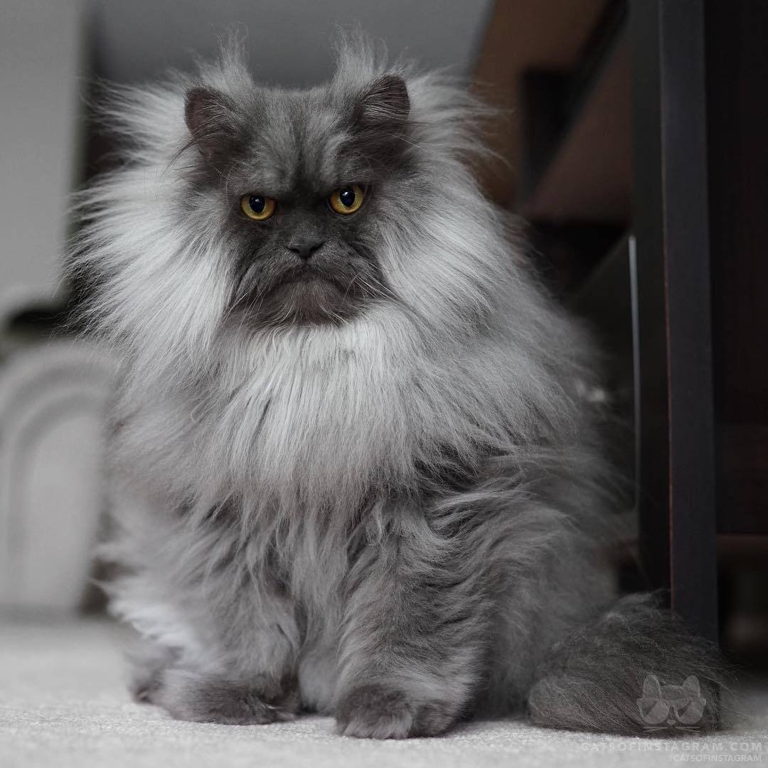 Персидская Сибирская длинношерстная черный