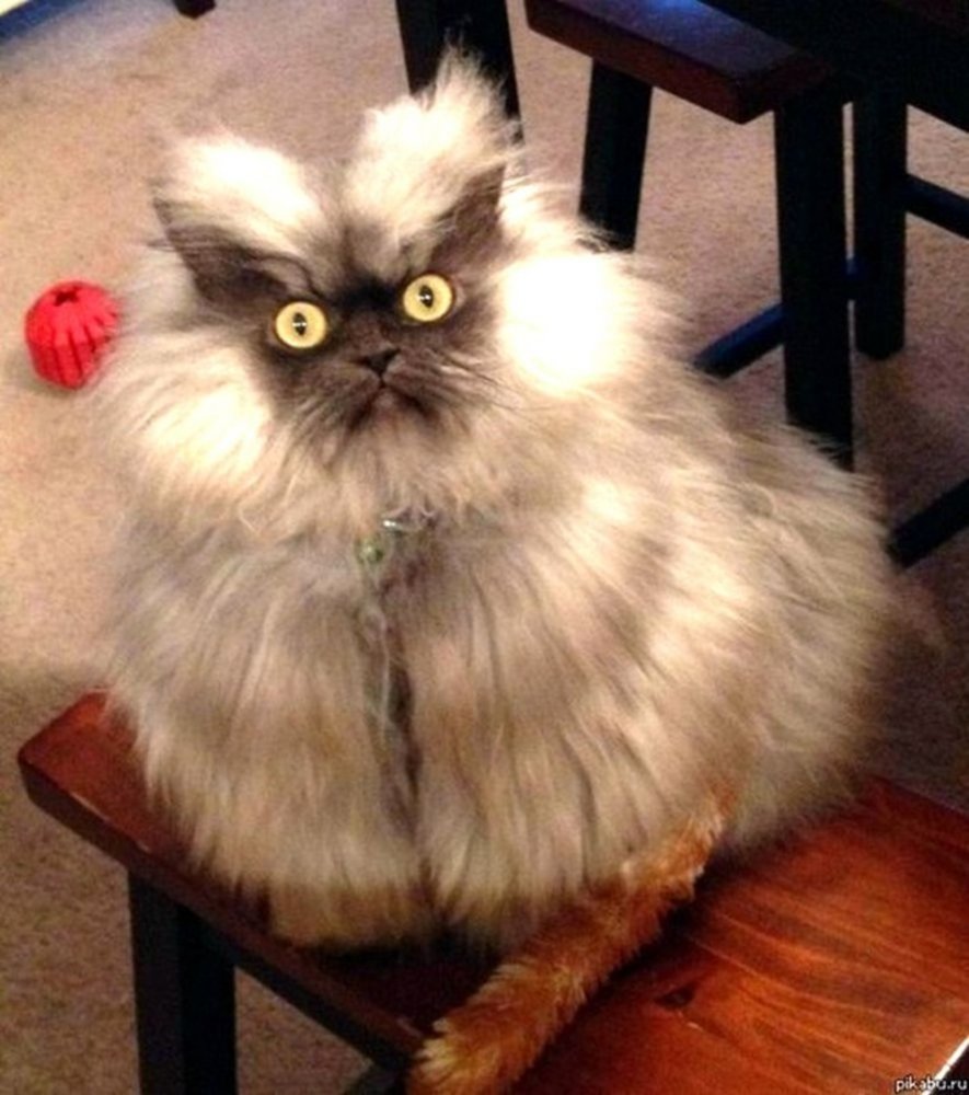 Лохматый кот