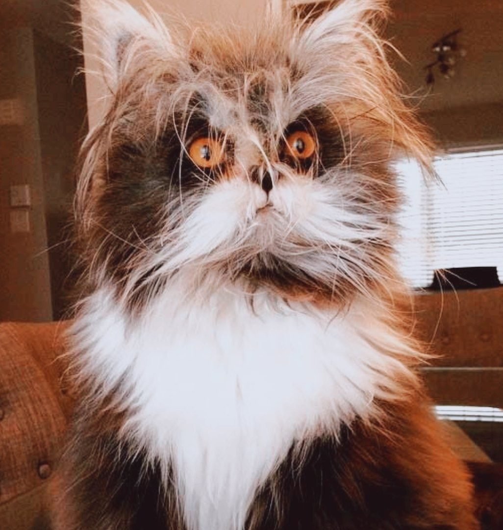 Персидская кошка