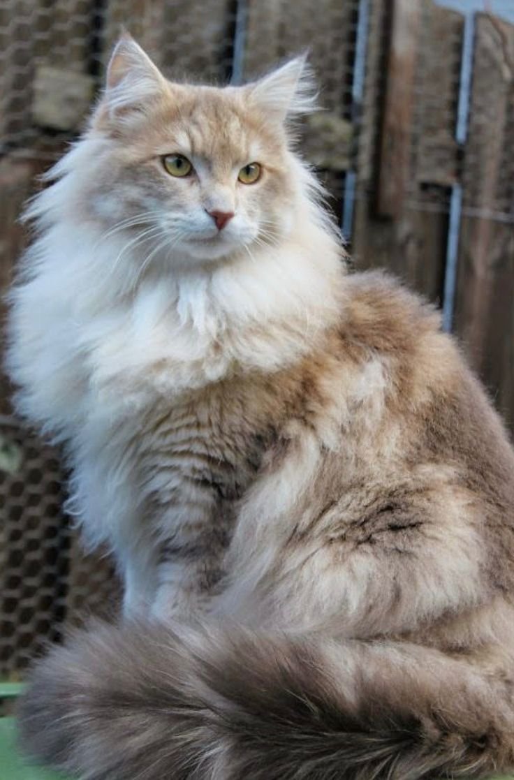 Атчум персидский кот