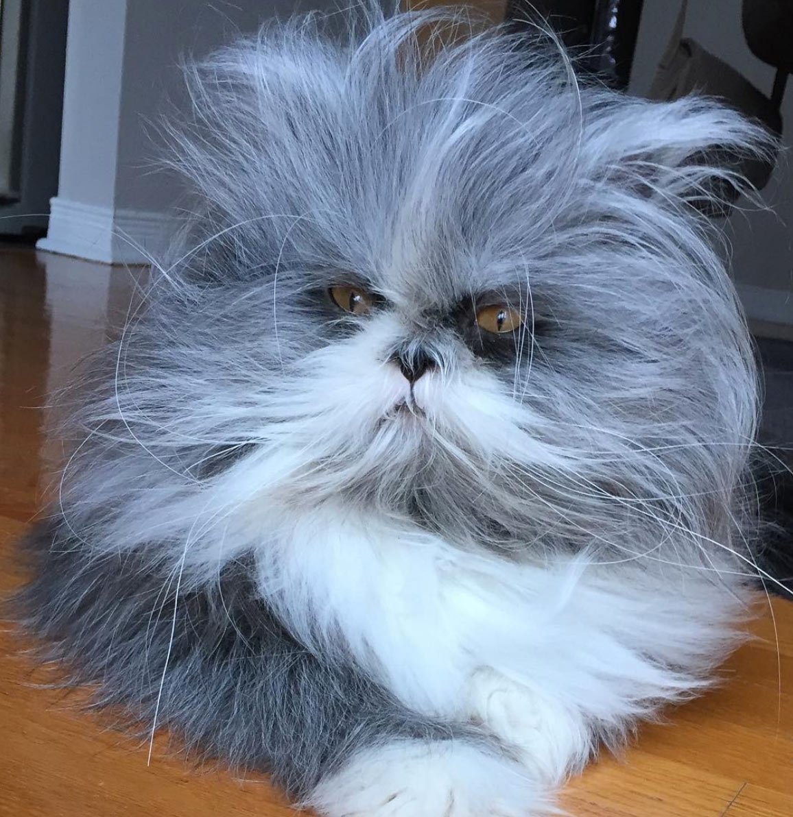 Кот Чихун порода