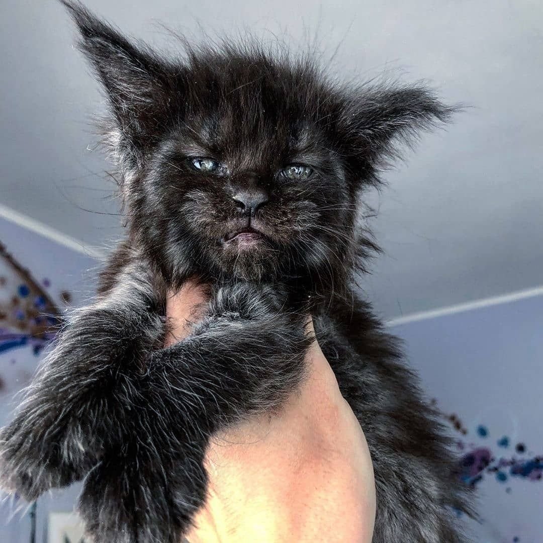 Пушистые котята