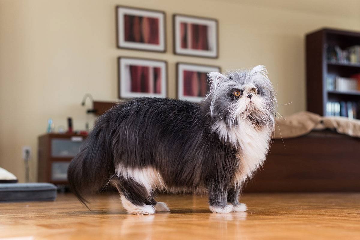 Лесная кошка длинношерстная