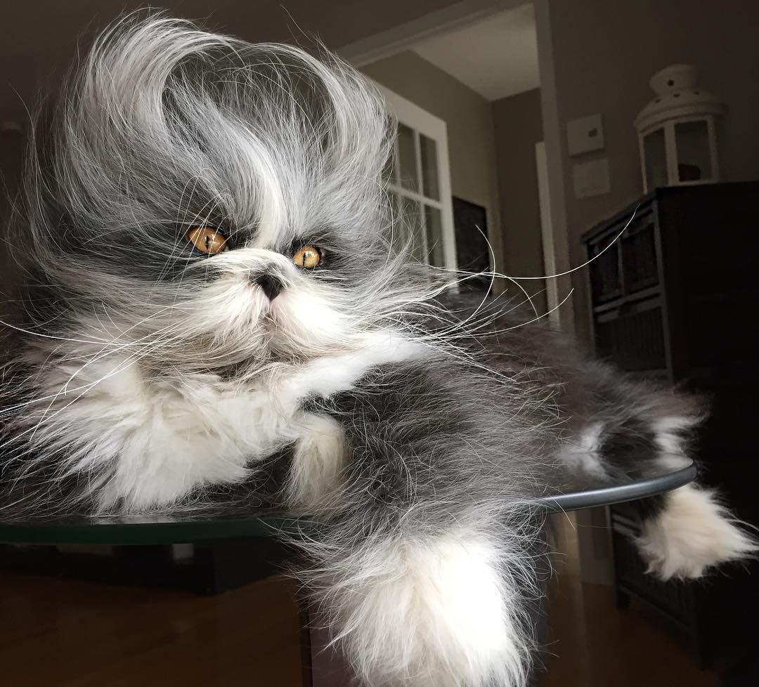 Атчум персидский кот