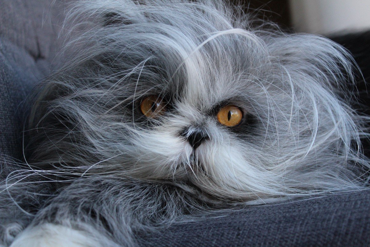 Растрепанная кошка