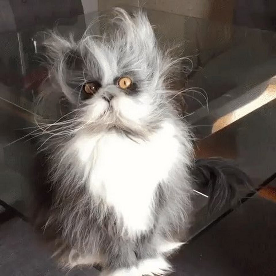 Кот Фрэнк и Луи