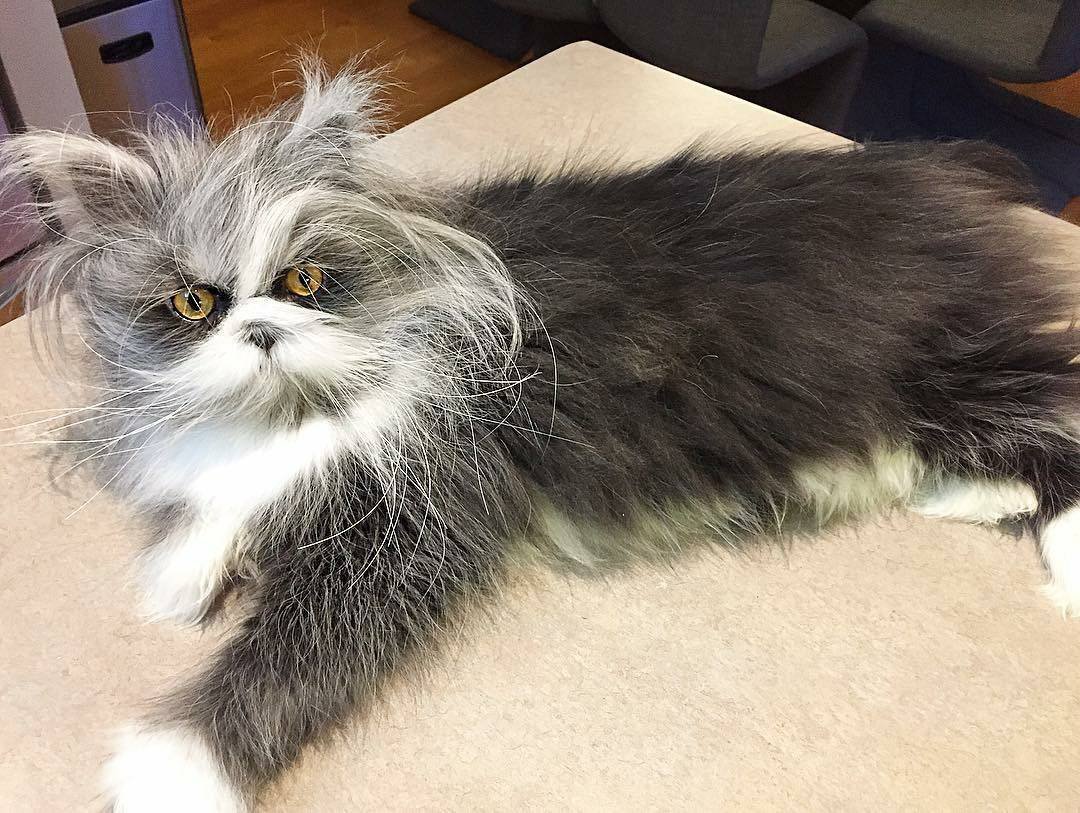 Полковник мяу порода