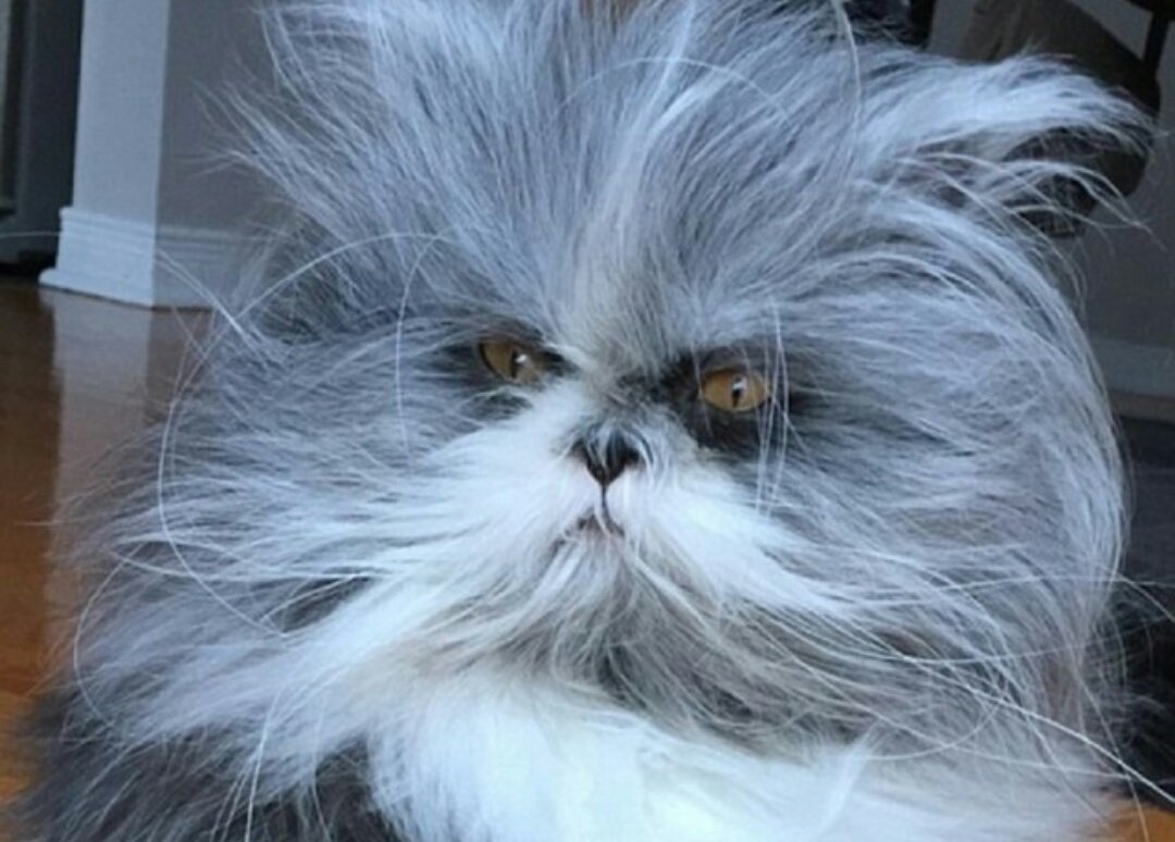 Страшный лохматый кот