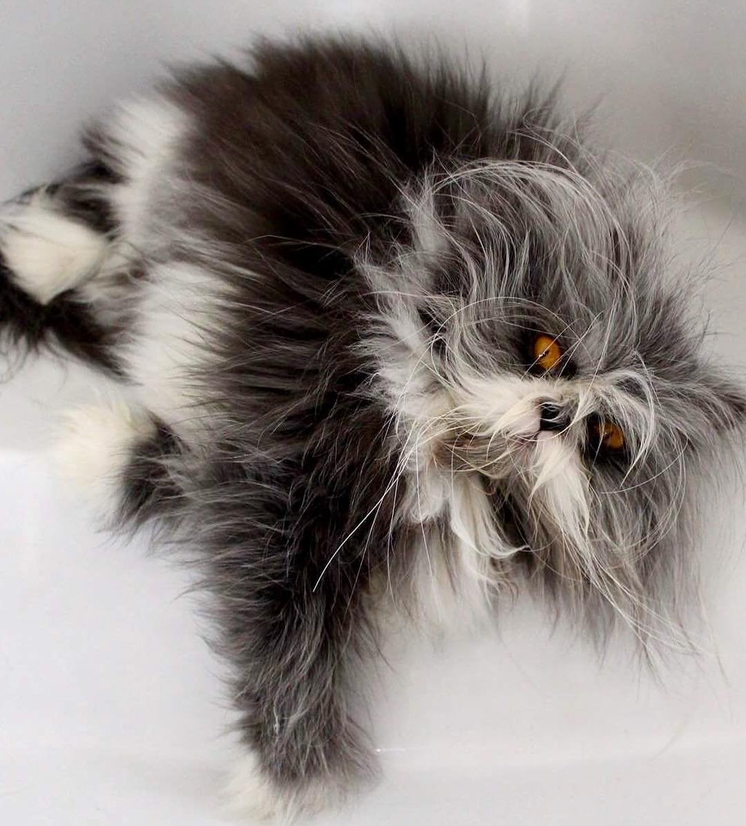 Канадский кот Атчум