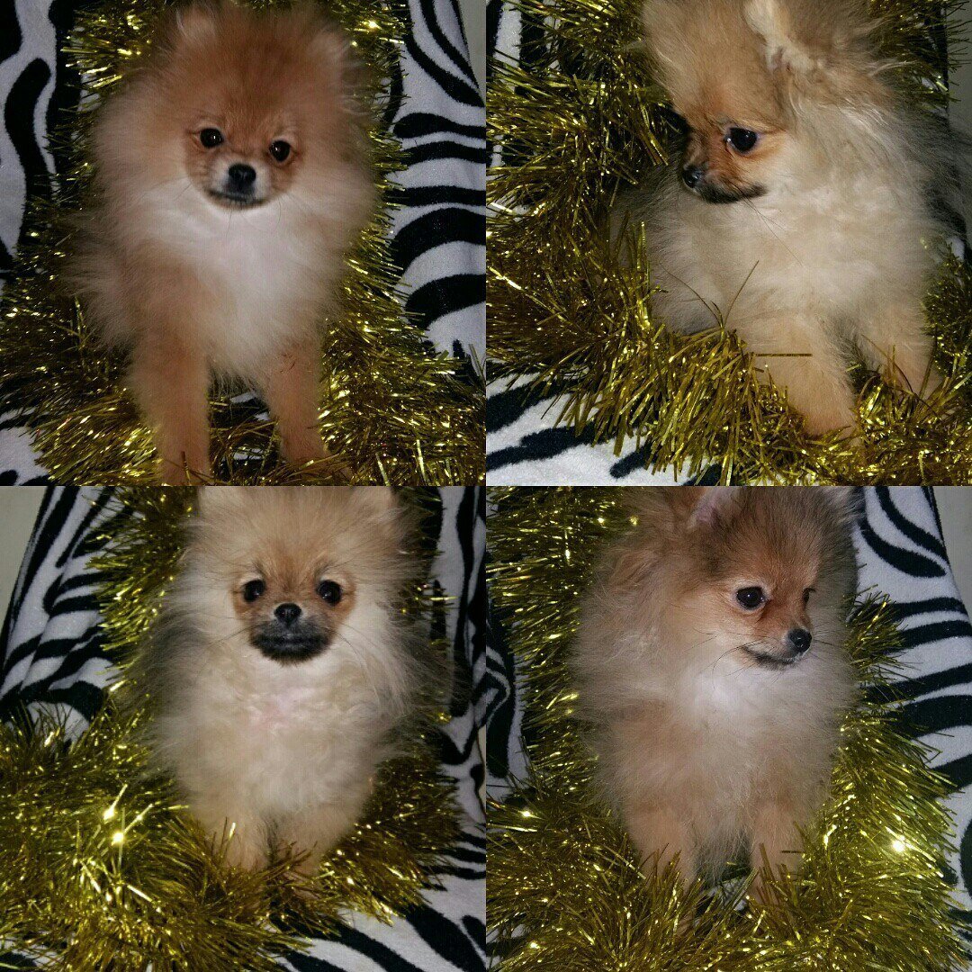 Пырзики шпица