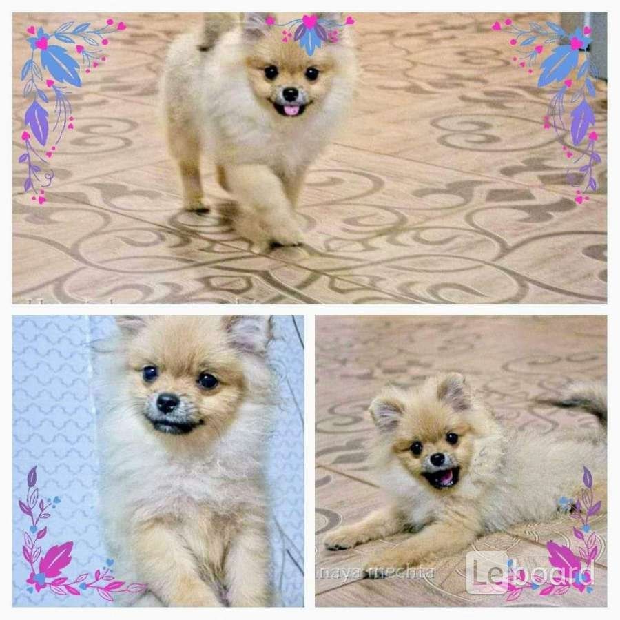 Шпиц 5 месяцев шерсть