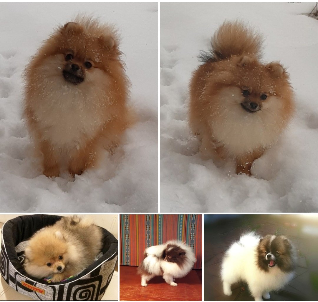 Как ращесать шпиц померанский