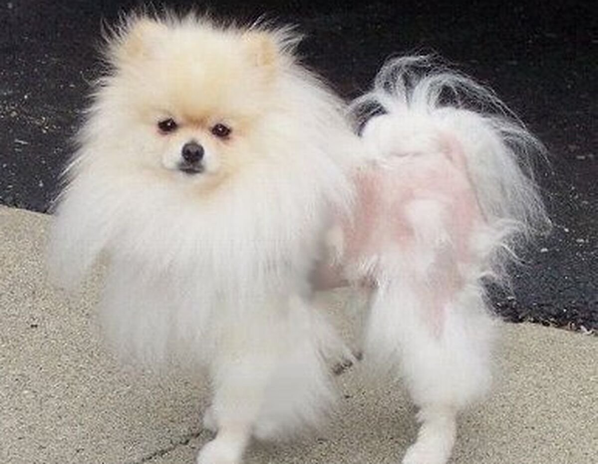 Фурминатор для шпица