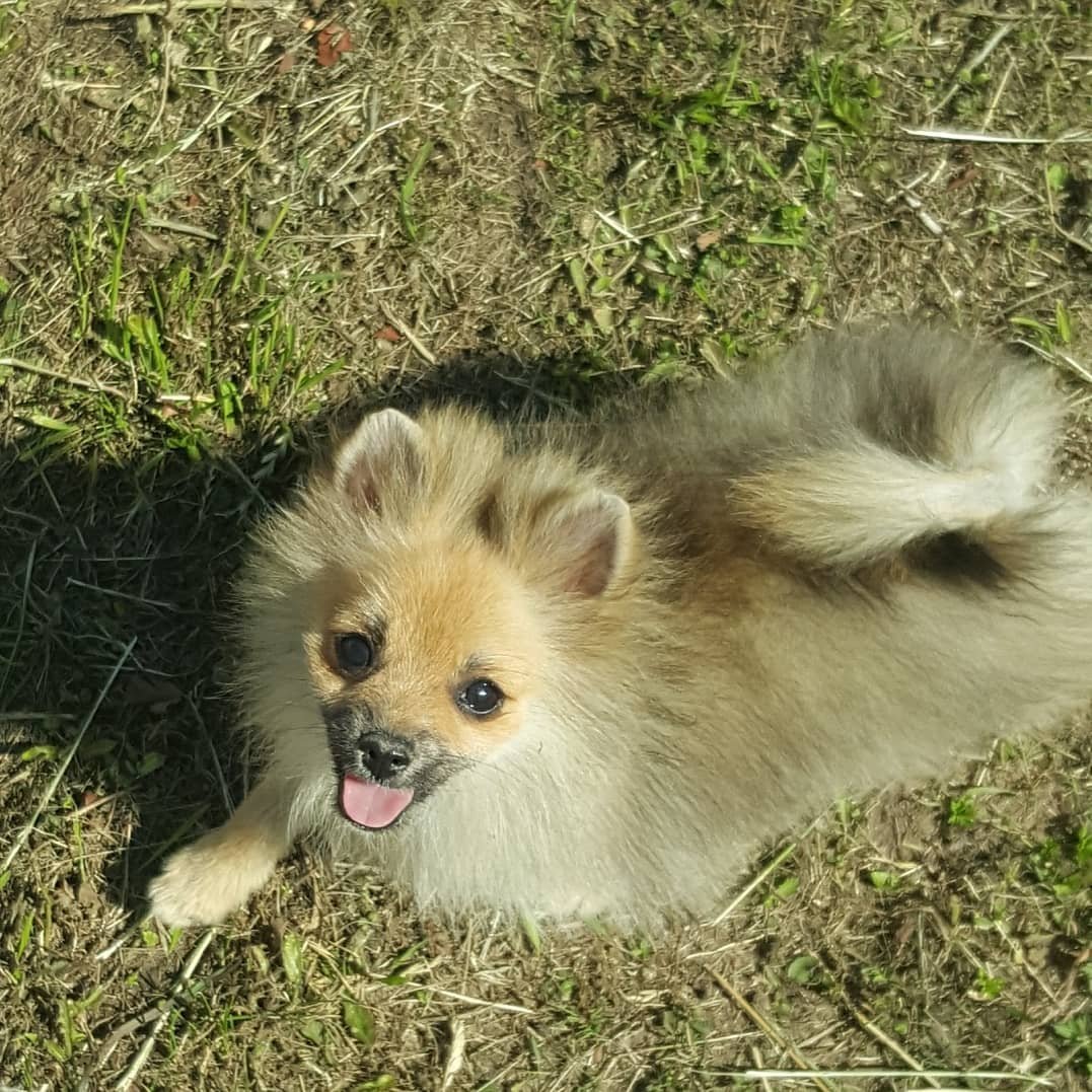 Немецкий шпиц шоко окраса