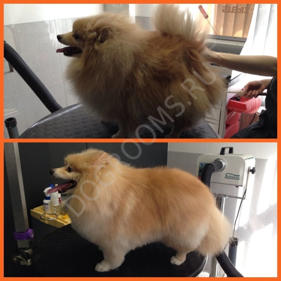 Мертвый померанского шпица