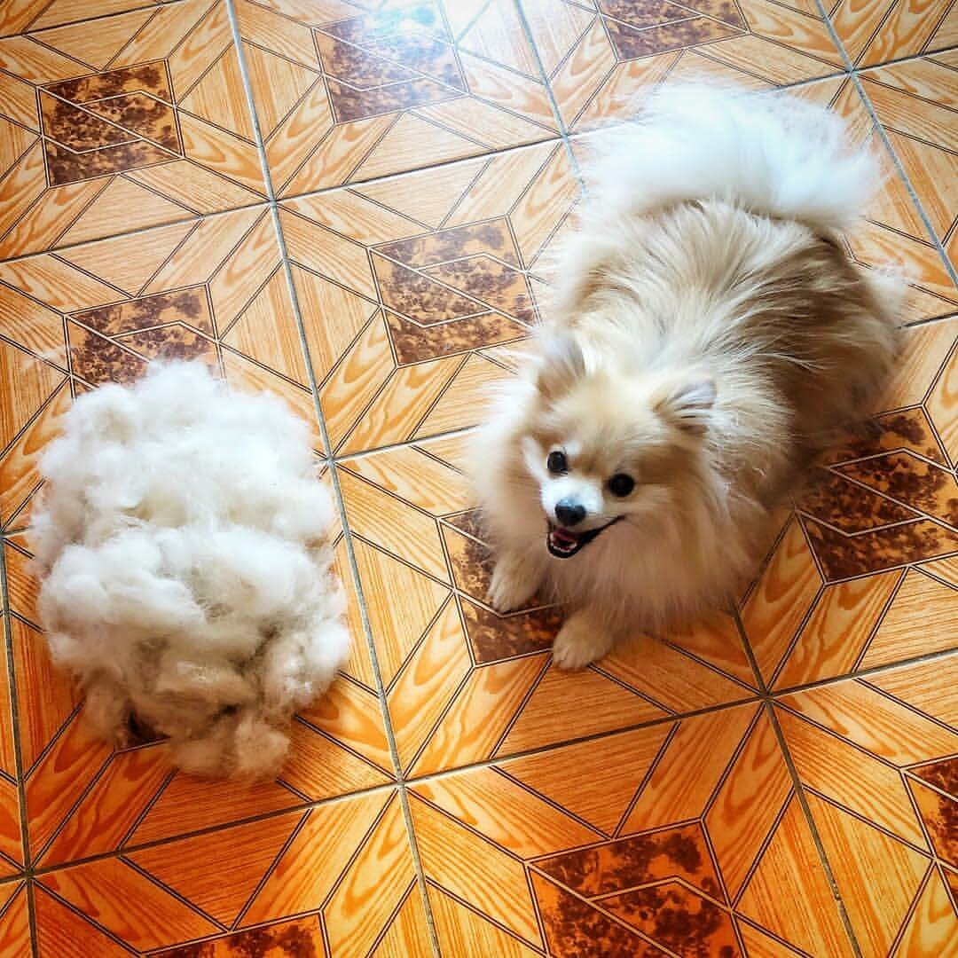 Померанский шпиц ёнтан