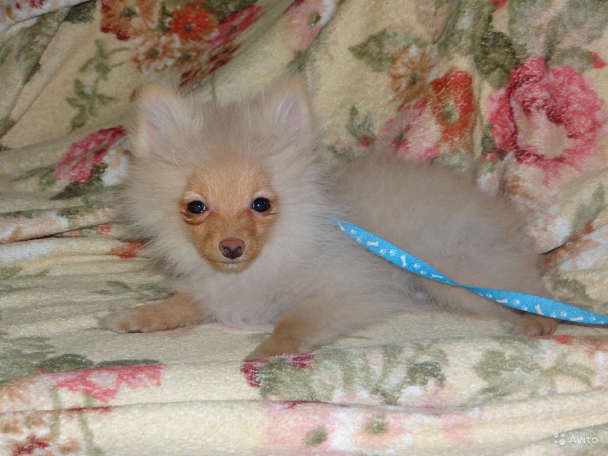 Шпиц черепаховый окрас немецкий