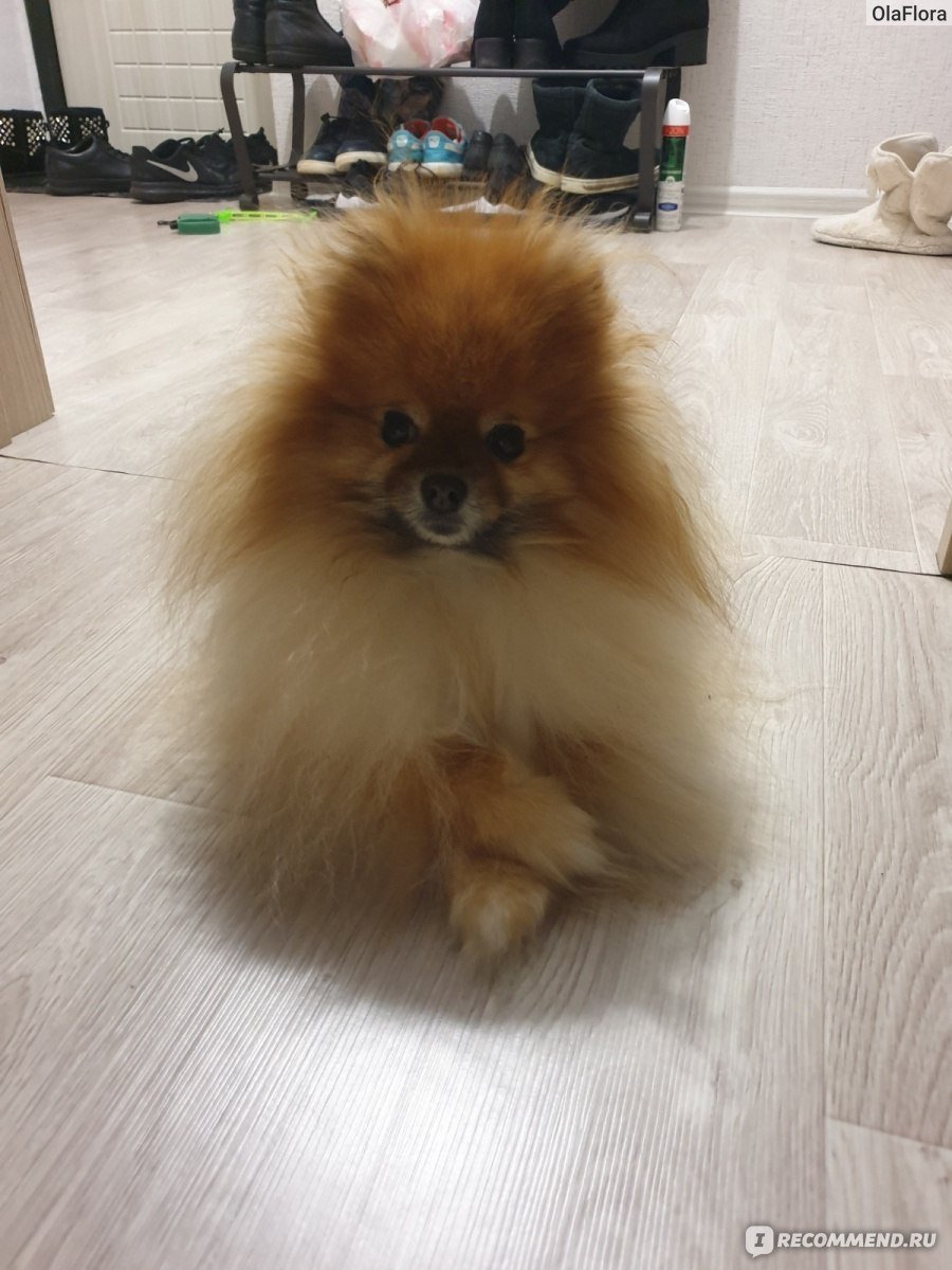 Шпиц пырзик