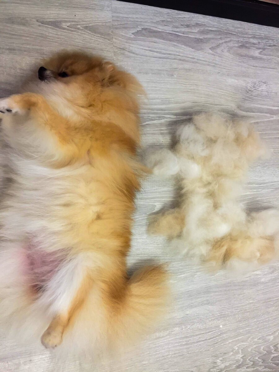 Алопеция у шпица