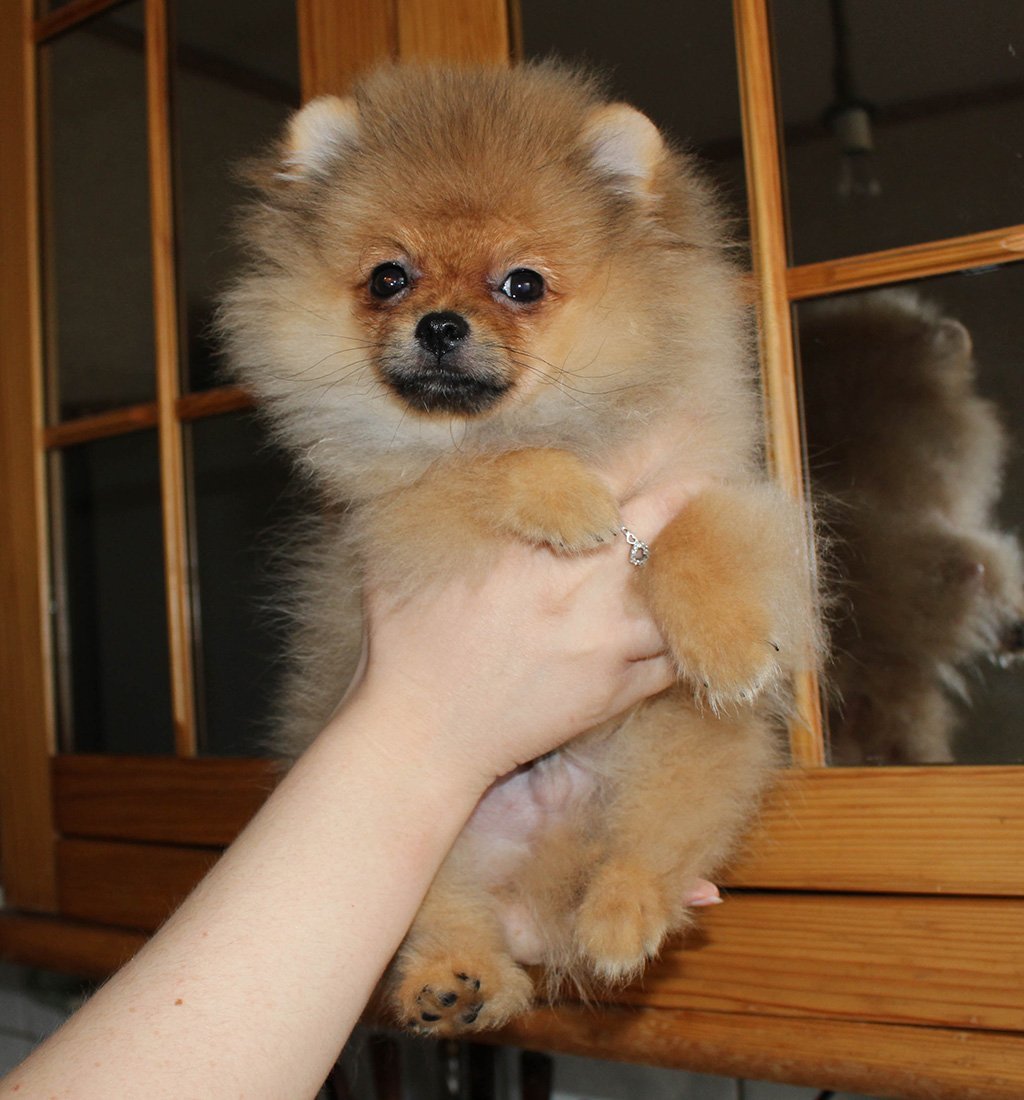 Померанский шпиц