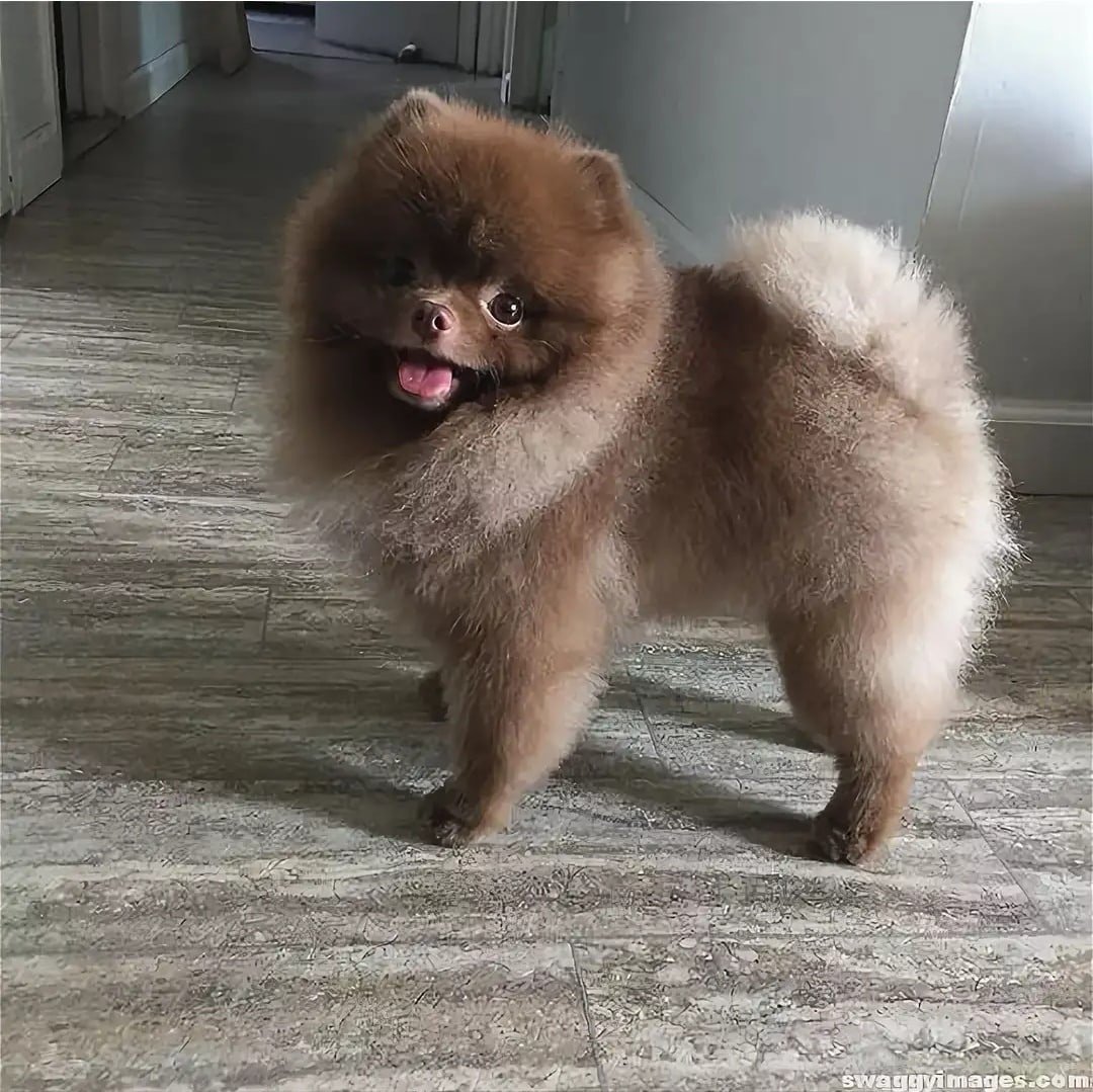 Шпиц белый с черными ушками