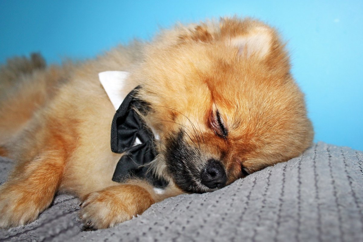 Вычесывание шпица