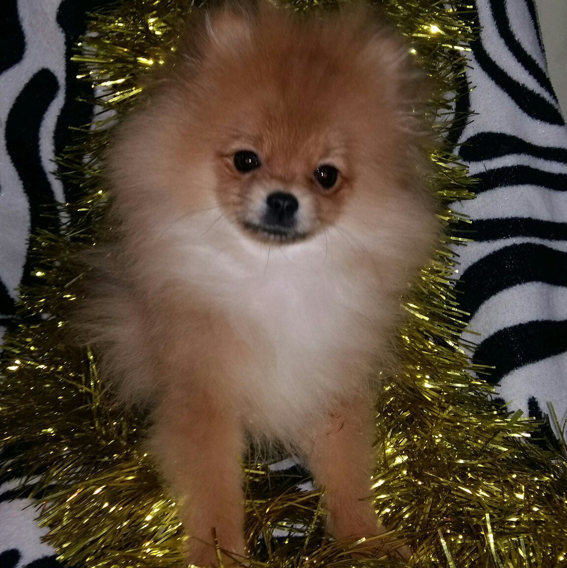 Помесь померанского и немецкого шпица