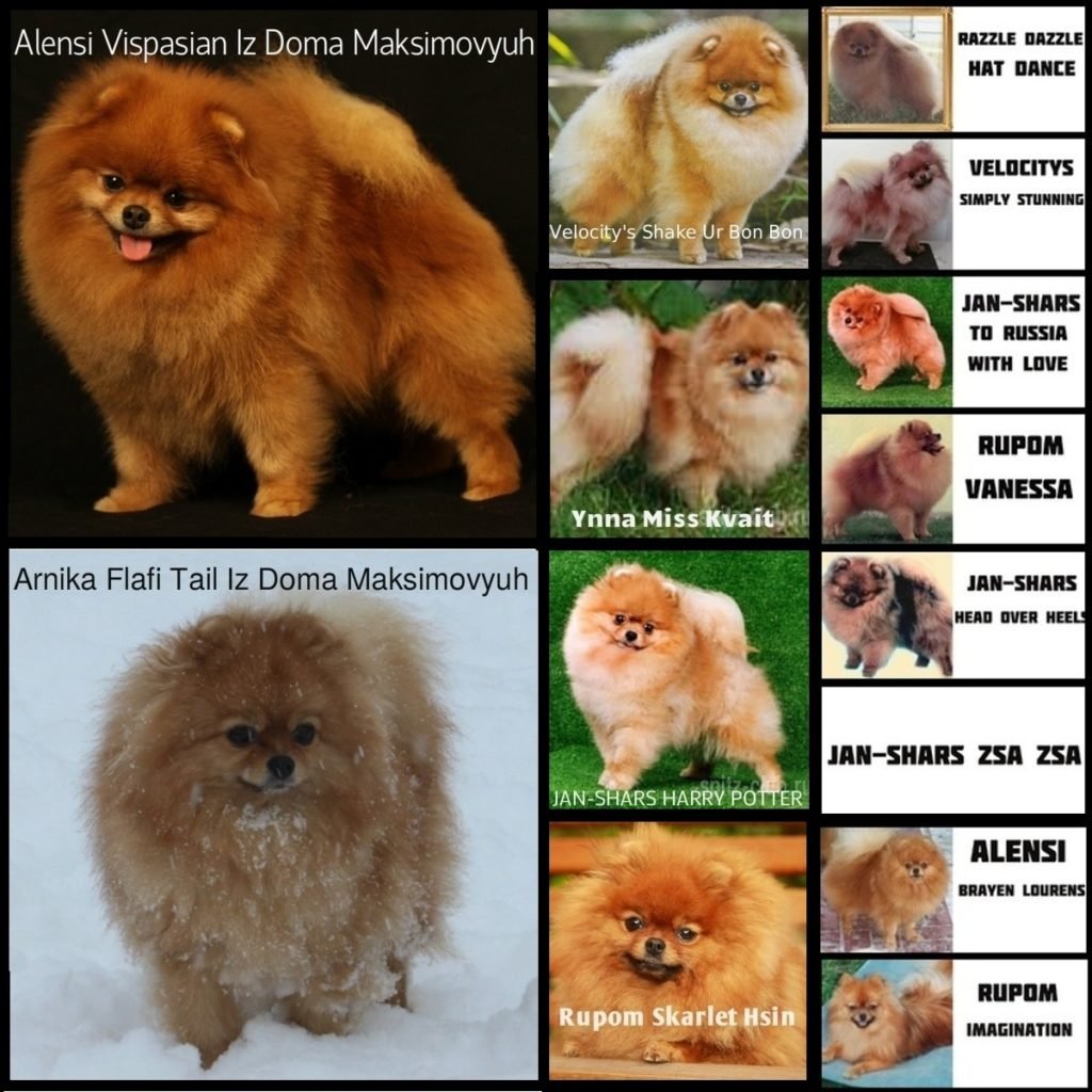 Померанский шпиц покрашенный