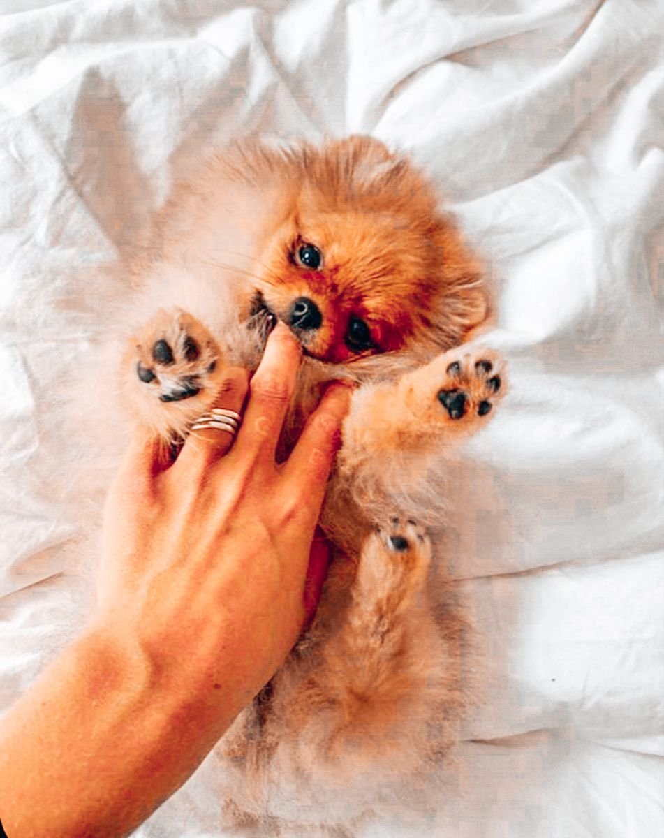 Померанский шпиц линька