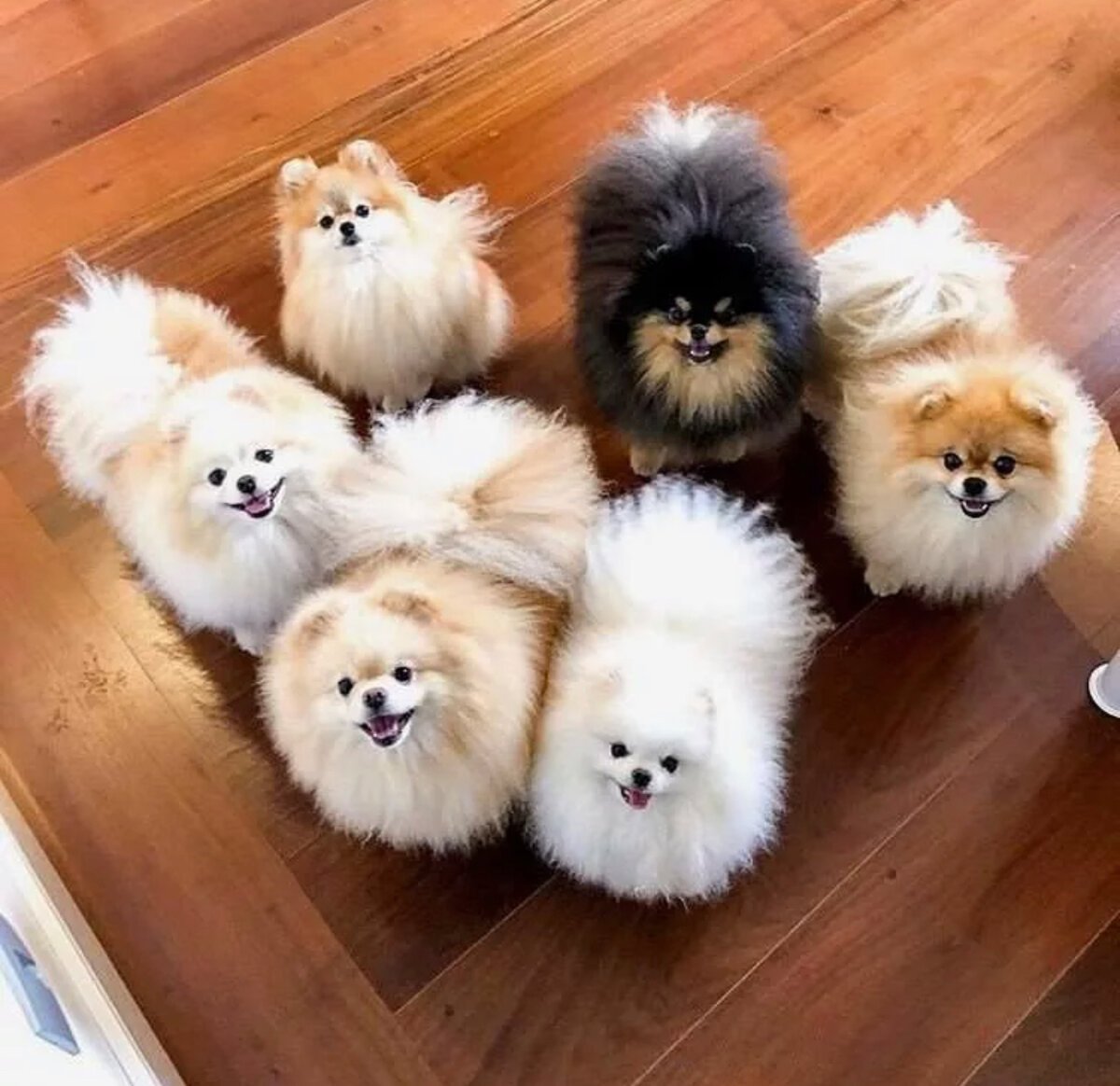 Шпиц после мытья