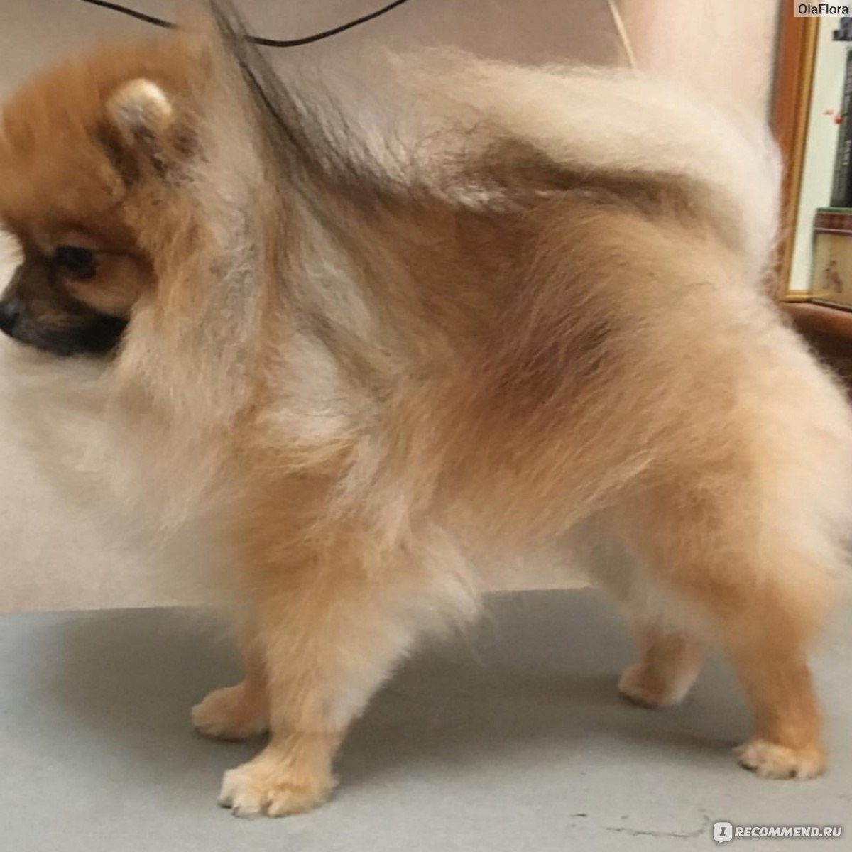 Померанский шпиц рост